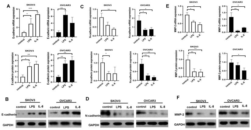 J Cancer Image