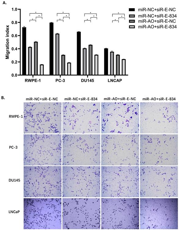 J Cancer Image