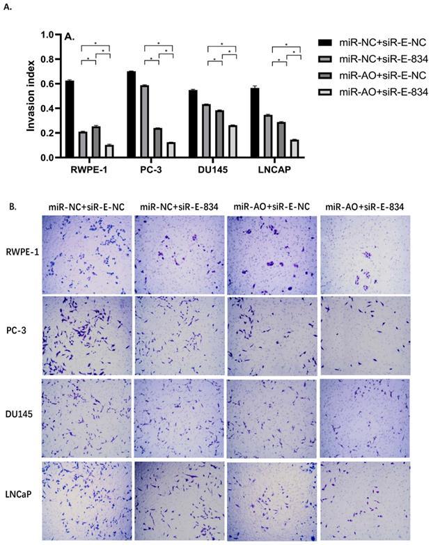 J Cancer Image