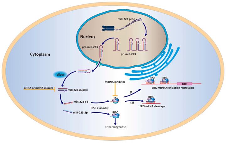 J Cancer Image