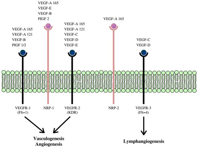 J Cancer Image