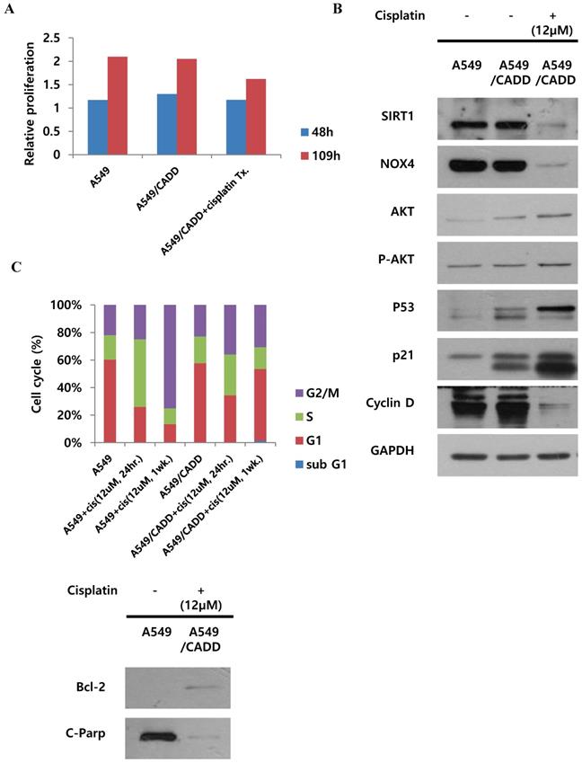 J Cancer Image