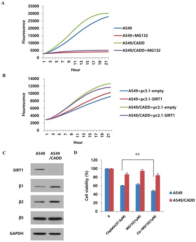 J Cancer Image