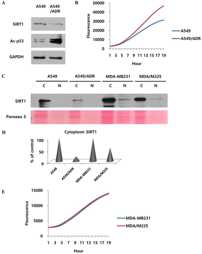 J Cancer Image