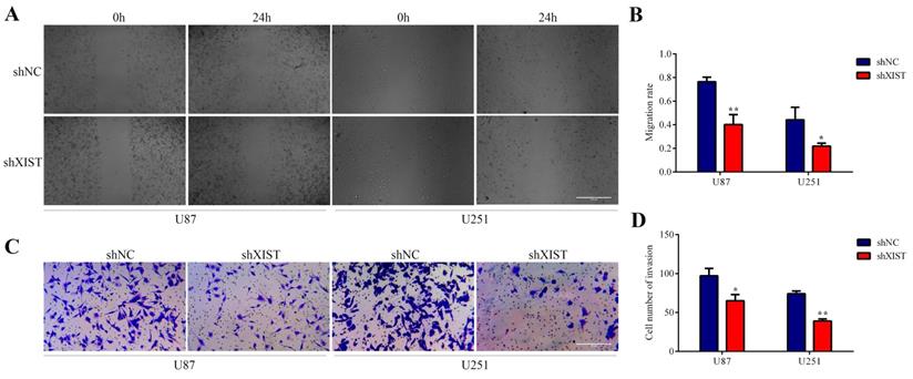 J Cancer Image