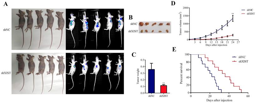 J Cancer Image