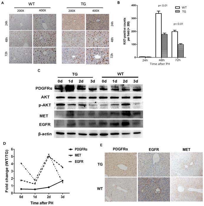 J Cancer Image