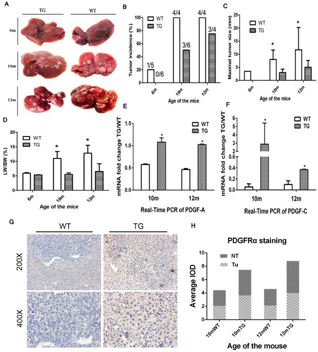 J Cancer Image