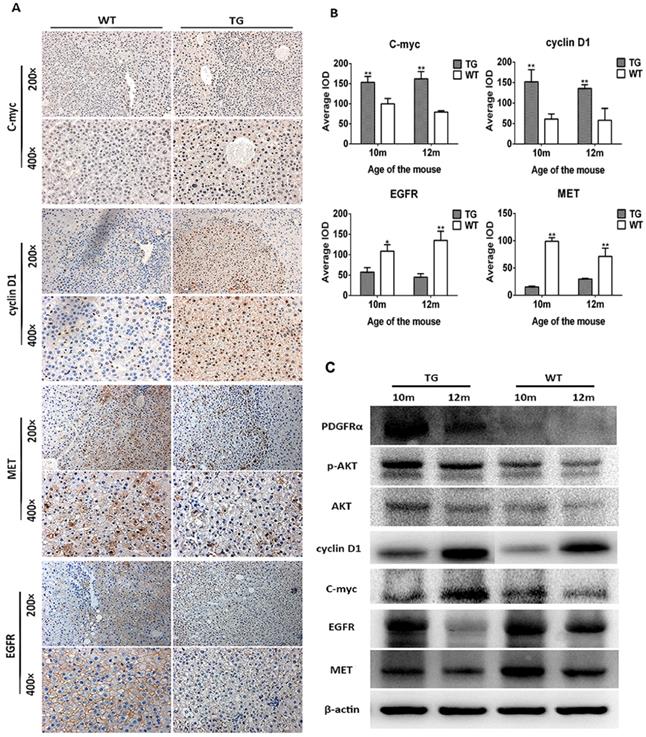 J Cancer Image