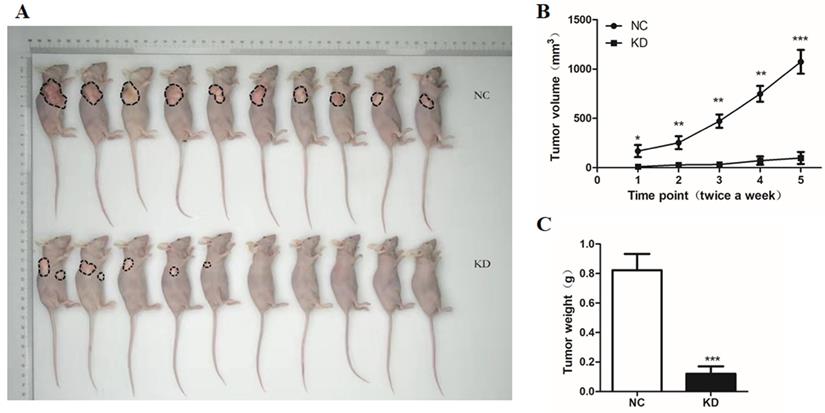 J Cancer Image