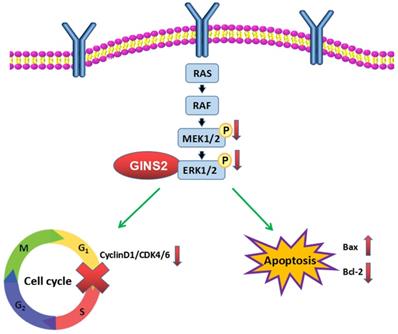 J Cancer Image