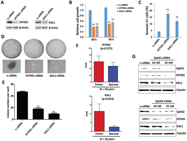 J Cancer Image