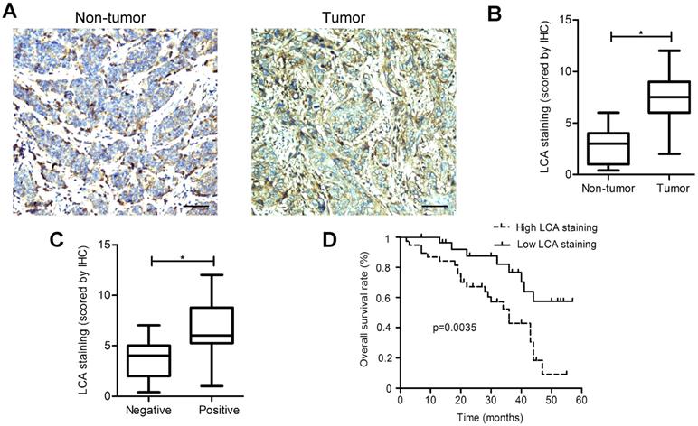 J Cancer Image