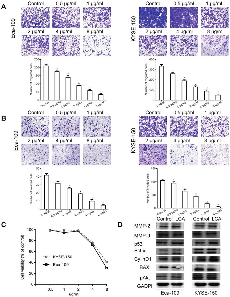 J Cancer Image