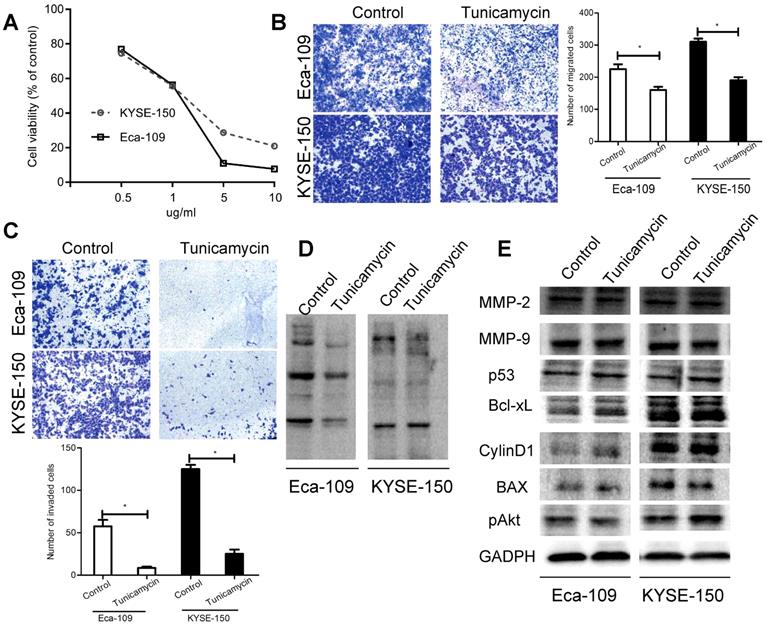 J Cancer Image