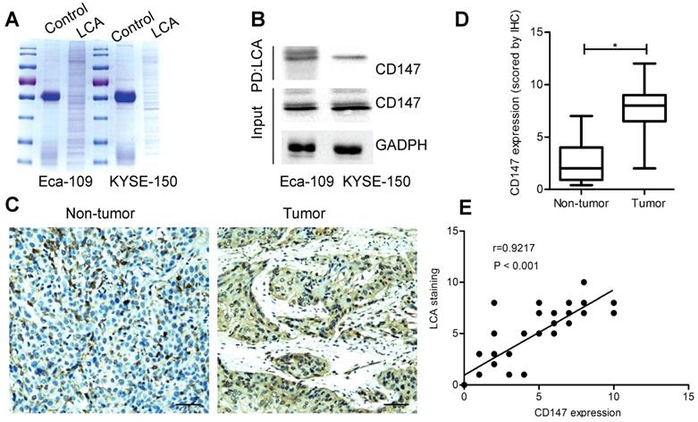 J Cancer Image