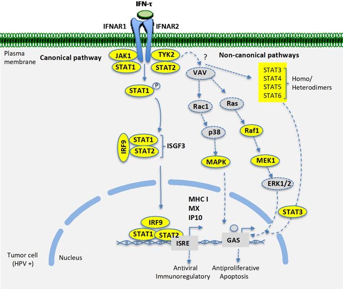 J Cancer Image