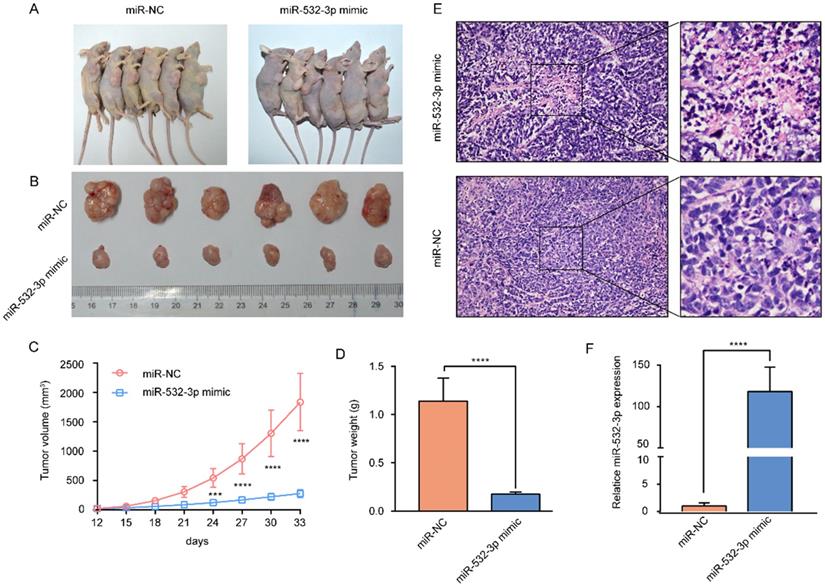 J Cancer Image