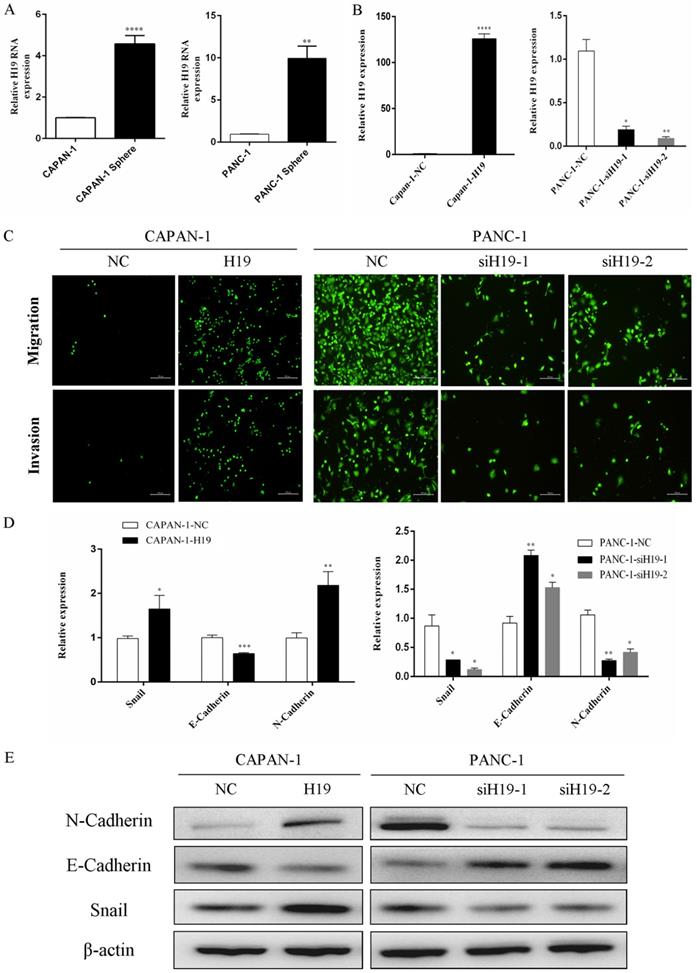 J Cancer Image