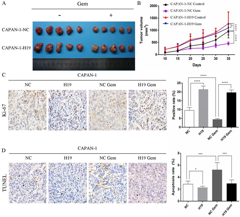 J Cancer Image