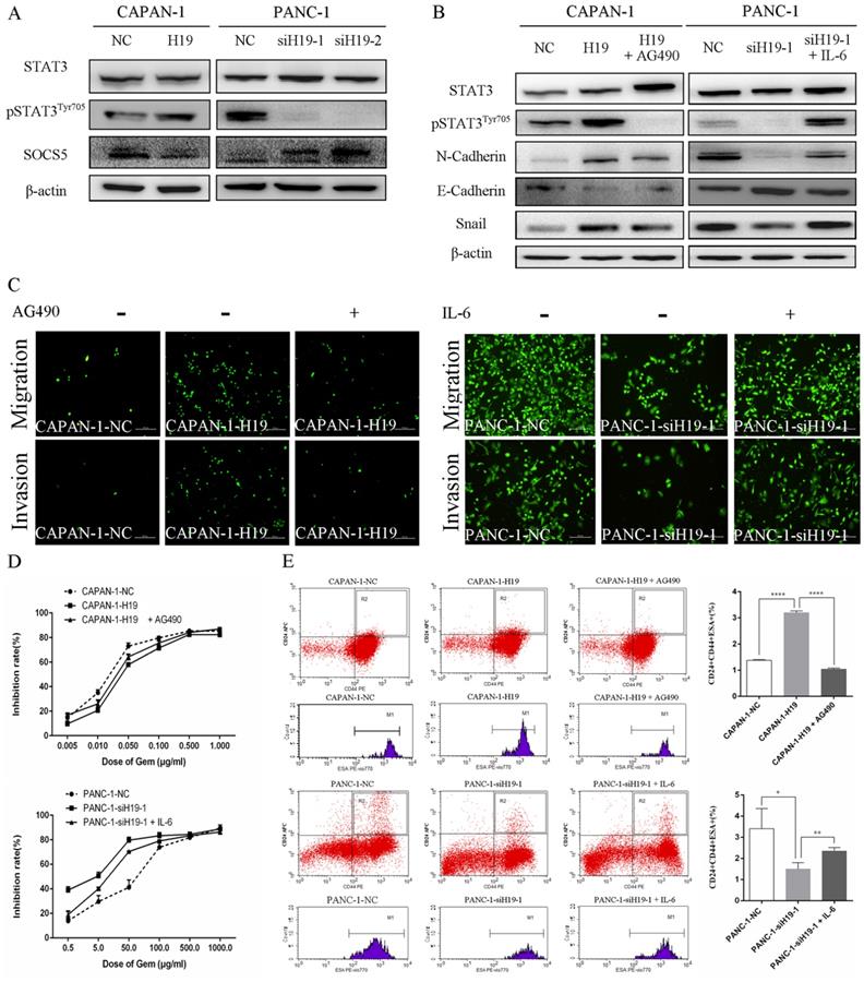 J Cancer Image