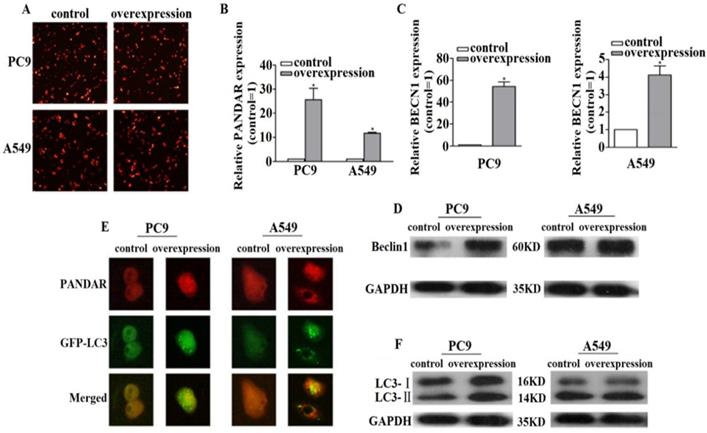 J Cancer Image