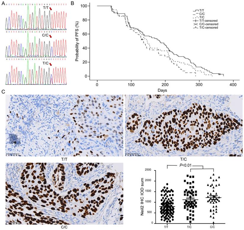 J Cancer Image