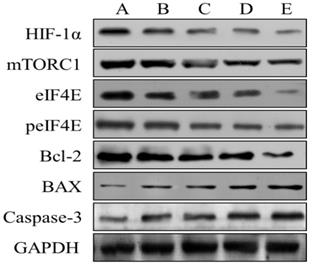 J Cancer Image