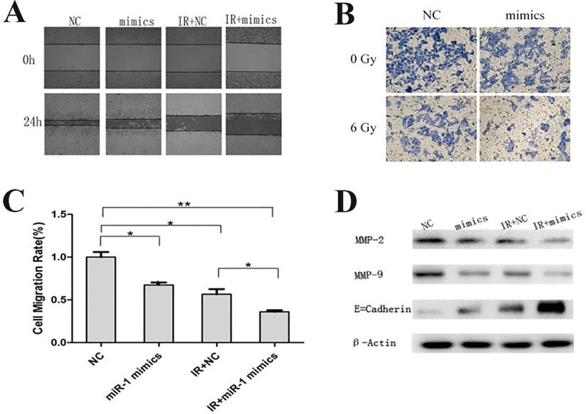 J Cancer Image