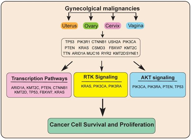 J Cancer Image