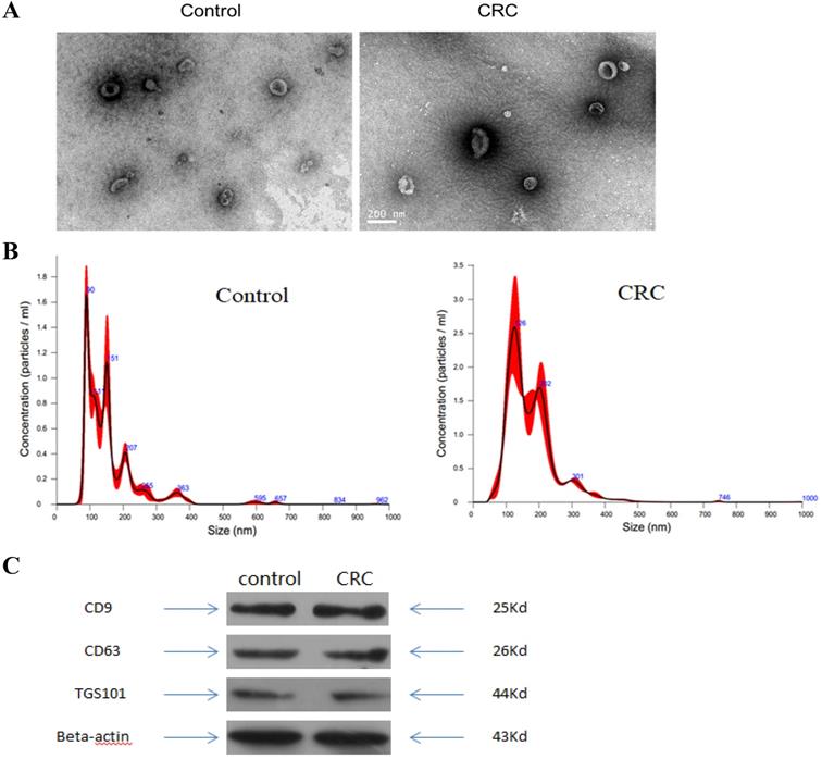 J Cancer Image