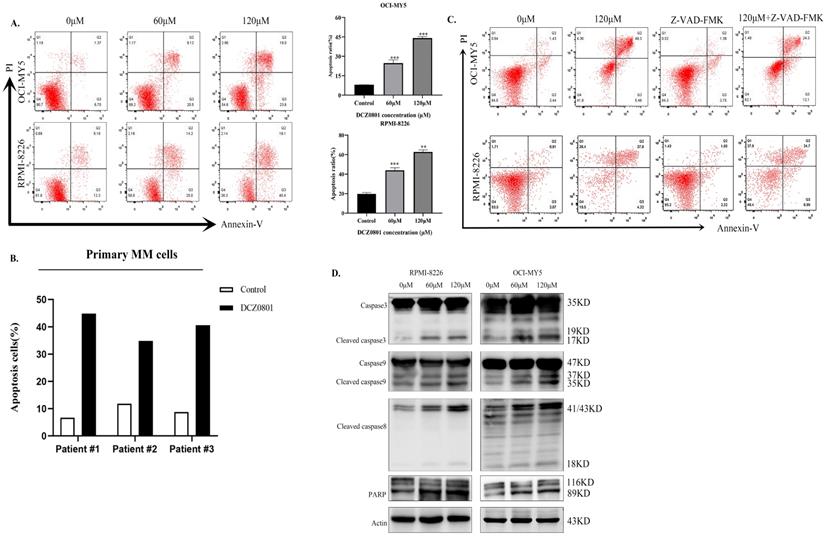 J Cancer Image