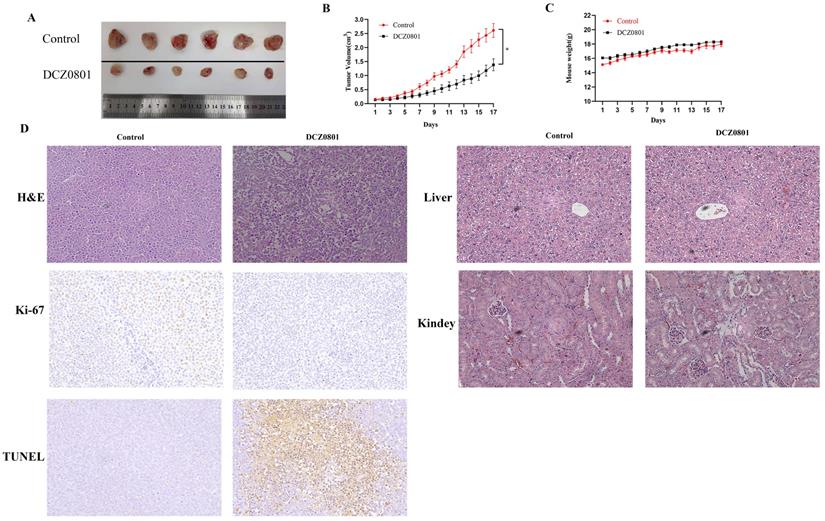 J Cancer Image