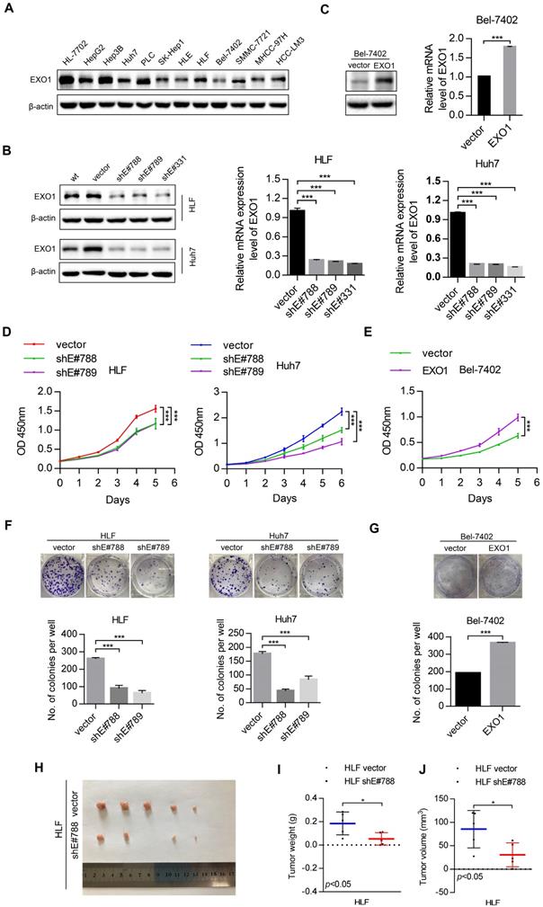 J Cancer Image