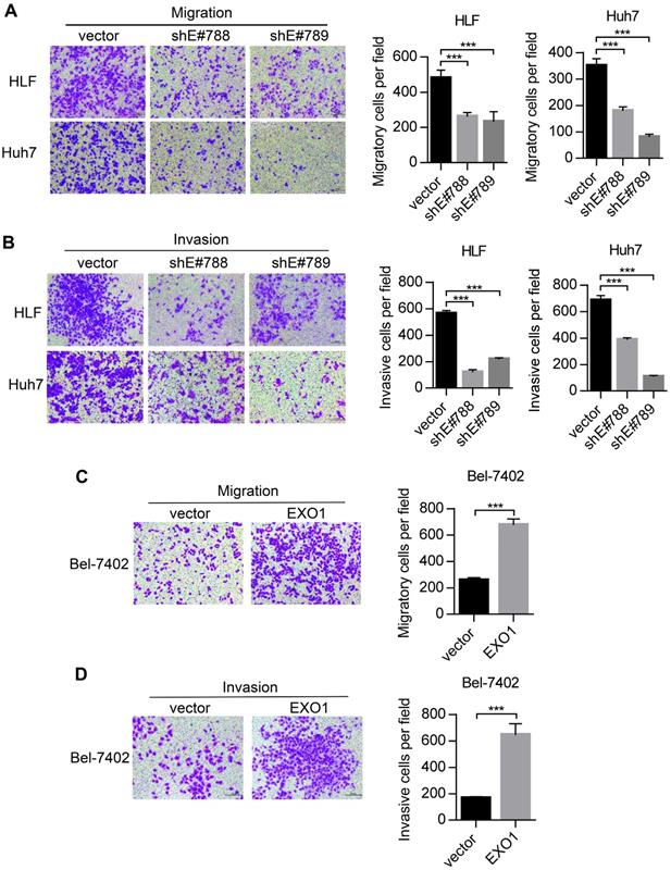 J Cancer Image