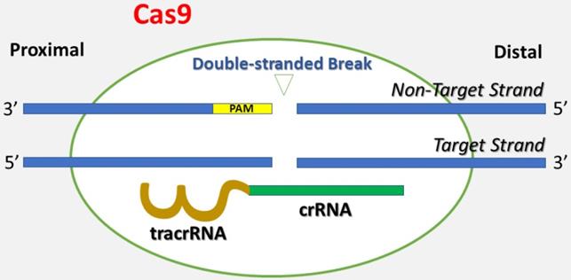 J Cancer Image