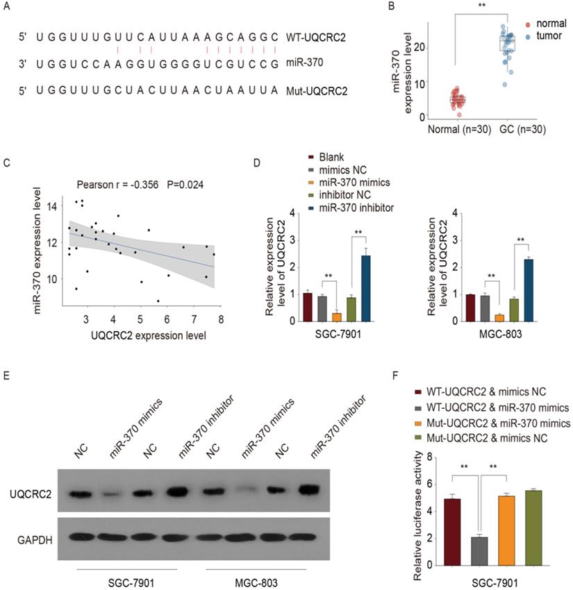 J Cancer Image