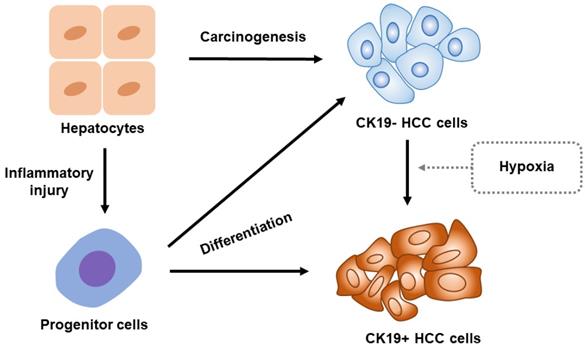 J Cancer Image