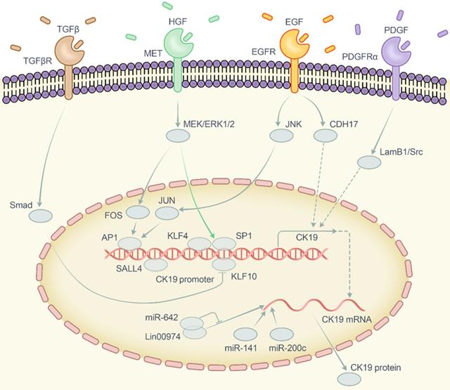 J Cancer Image