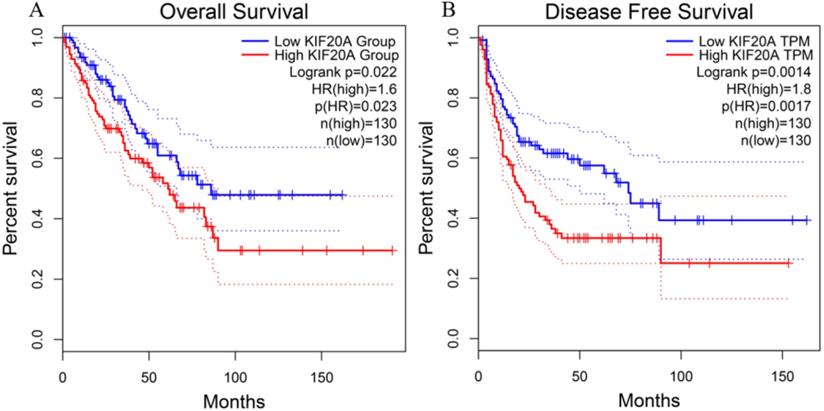 J Cancer Image