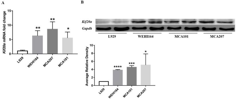 J Cancer Image