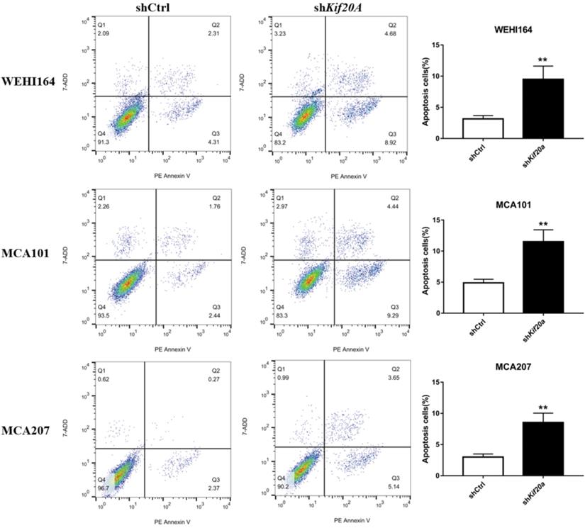 J Cancer Image