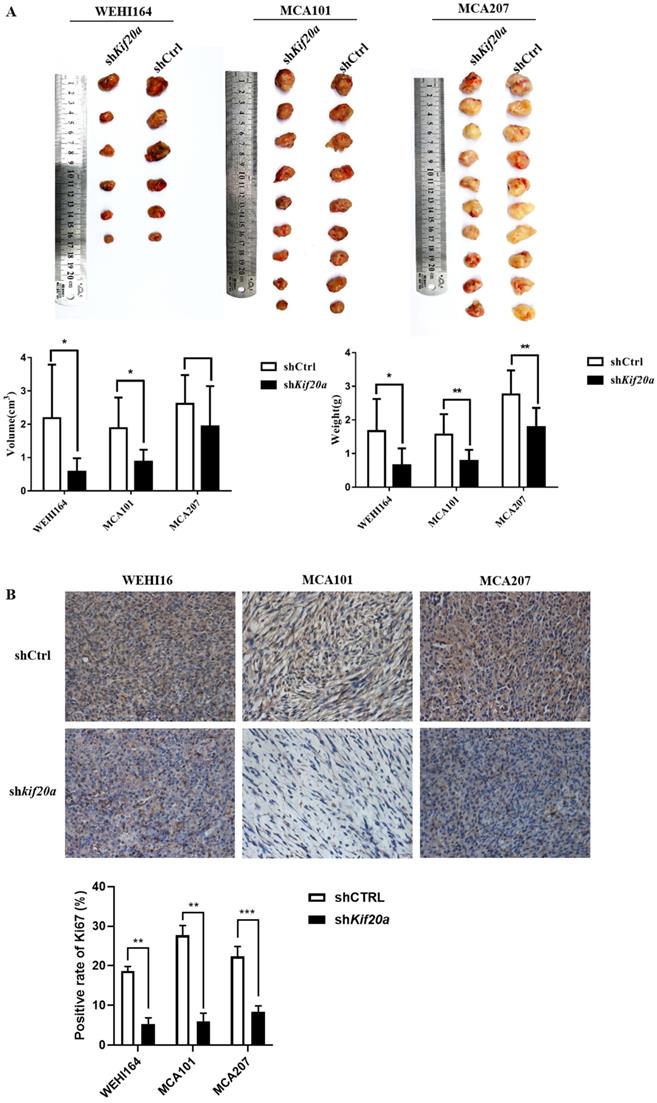 J Cancer Image