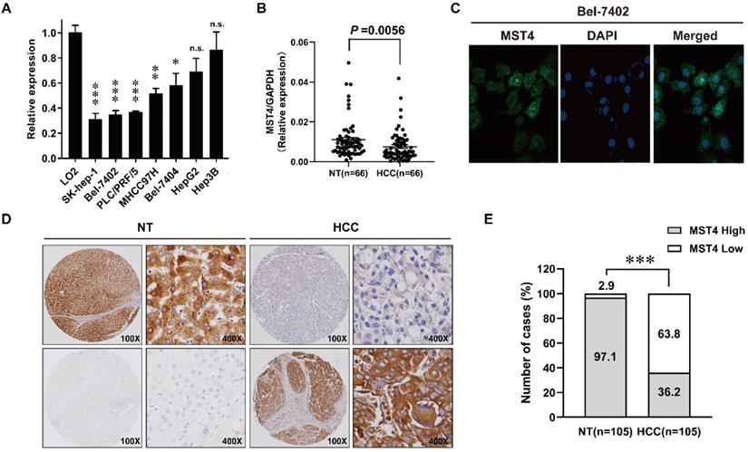 J Cancer Image