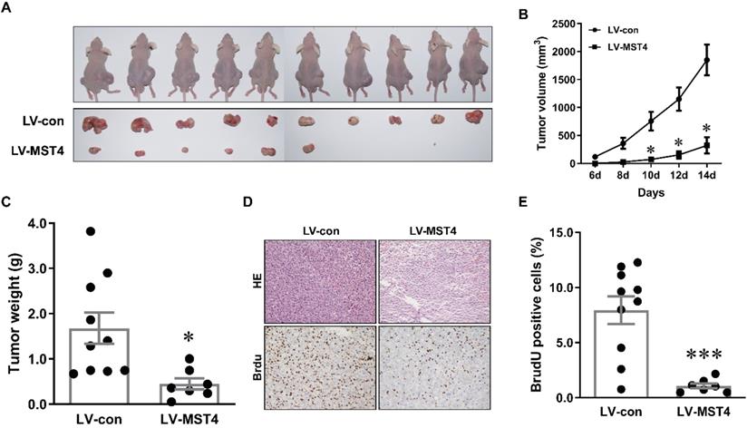 J Cancer Image