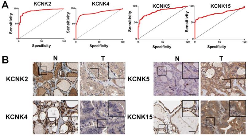 J Cancer Image