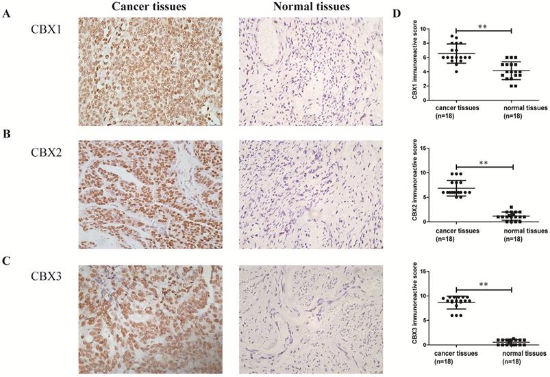 J Cancer Image