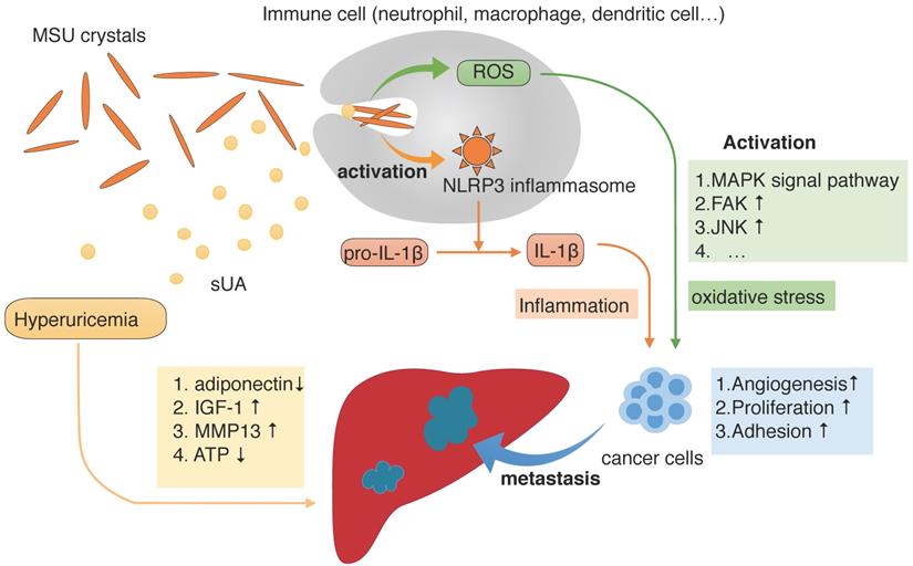 J Cancer Image