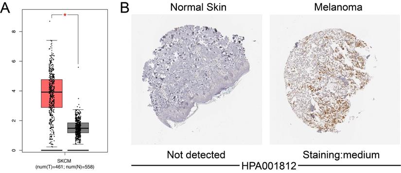 J Cancer Image