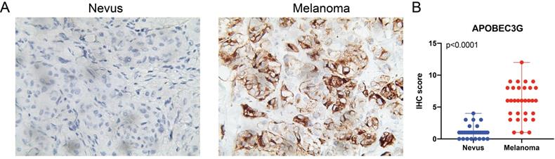 J Cancer Image